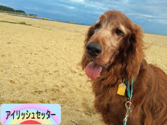 にほんブログ村 犬ブログ アイリッシュセッターへ