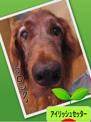 にほんブログ村 犬ブログ アイリッシュセッターへ