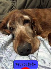 にほんブログ村 犬ブログ アイリッシュセッターへ
