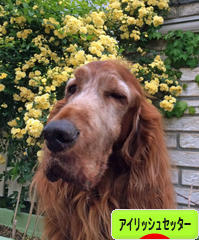 にほんブログ村 犬ブログ アイリッシュセッターへ