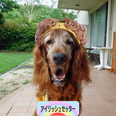 にほんブログ村 犬ブログ アイリッシュセッターへ