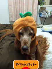 にほんブログ村 犬ブログ アイリッシュセッターへ