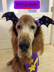 にほんブログ村 犬ブログ アイリッシュセッターへ