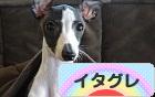 にほんブログ村 犬ブログ イタリアングレーハウンドへ