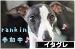 にほんブログ村 犬ブログ イタリアングレーハウンドへ