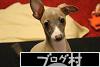 にほんブログ村 犬ブログ イタリアングレーハウンドへ