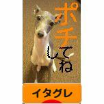 にほんブログ村 犬ブログ イタリアングレーハウンドへ