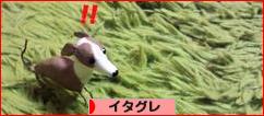 にほんブログ村 犬ブログ イタリアングレーハウンドへ