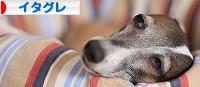 にほんブログ村 犬ブログ イタリアングレーハウンドへ