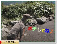 にほんブログ村 犬ブログ イタリアングレーハウンドへ