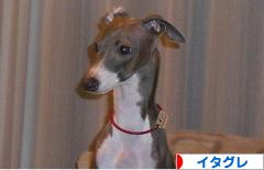 にほんブログ村 犬ブログ イタリアングレーハウンドへ