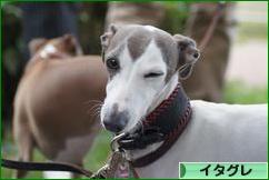 にほんブログ村 犬ブログ イタリアングレーハウンドへ