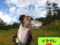 にほんブログ村 犬ブログ イタリアングレーハウンドへ