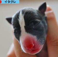 にほんブログ村 犬ブログ イタリアングレーハウンドへ