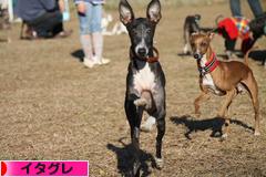 にほんブログ村 犬ブログ イタリアングレーハウンドへ