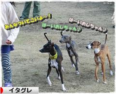 にほんブログ村 犬ブログ イタリアングレーハウンドへ