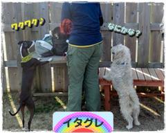 にほんブログ村 犬ブログ イタリアングレーハウンドへ