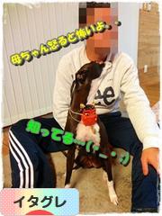 にほんブログ村 犬ブログ イタリアングレーハウンドへ