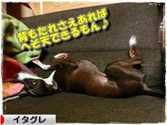 にほんブログ村 犬ブログ イタリアングレーハウンドへ