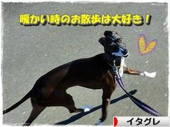 にほんブログ村 犬ブログ イタリアングレーハウンドへ