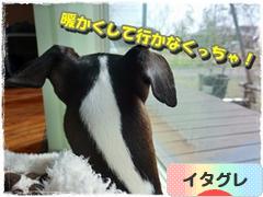 にほんブログ村 犬ブログ イタリアングレーハウンドへ