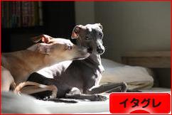 にほんブログ村 犬ブログ イタリアングレーハウンドへ