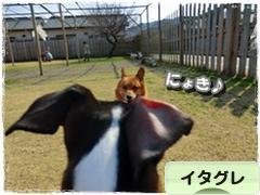 にほんブログ村 犬ブログ イタリアングレーハウンドへ