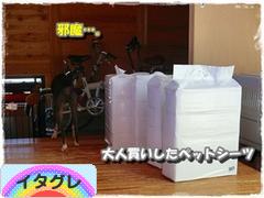 にほんブログ村 犬ブログ イタリアングレーハウンドへ