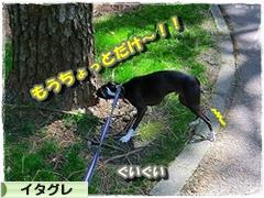 にほんブログ村 犬ブログ イタリアングレーハウンドへ