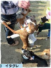 にほんブログ村 犬ブログ イタリアングレーハウンドへ