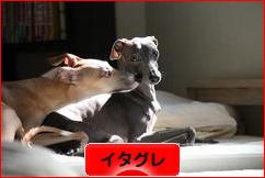 にほんブログ村 犬ブログ イタリアングレーハウンドへ
