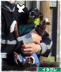 にほんブログ村 犬ブログ イタリアングレーハウンドへ