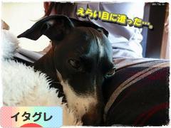 にほんブログ村 犬ブログ イタリアングレーハウンドへ