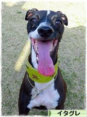 にほんブログ村 犬ブログ イタリアングレーハウンドへ