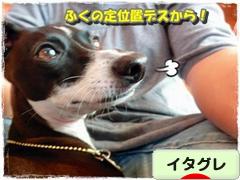 にほんブログ村 犬ブログ イタリアングレーハウンドへ