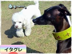 にほんブログ村 犬ブログ イタリアングレーハウンドへ
