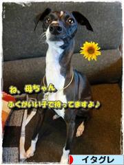 にほんブログ村 犬ブログ イタリアングレーハウンドへ