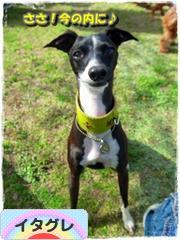 にほんブログ村 犬ブログ イタリアングレーハウンドへ