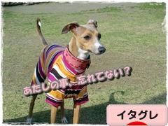 にほんブログ村 犬ブログ イタリアングレーハウンドへ