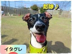 にほんブログ村 犬ブログ イタリアングレーハウンドへ