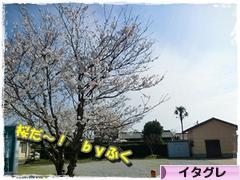 にほんブログ村 犬ブログ イタリアングレーハウンドへ