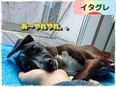 にほんブログ村 犬ブログ イタリアングレーハウンドへ