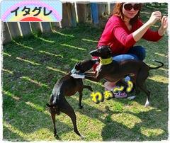 にほんブログ村 犬ブログ イタリアングレーハウンドへ