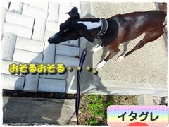 にほんブログ村 犬ブログ イタリアングレーハウンドへ