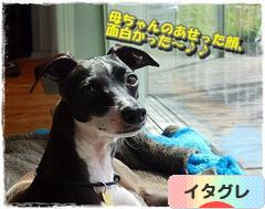 にほんブログ村 犬ブログ イタリアングレーハウンドへ