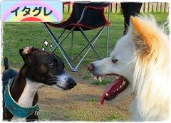 にほんブログ村 犬ブログ イタリアングレーハウンドへ