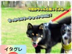 にほんブログ村 犬ブログ イタリアングレーハウンドへ