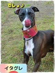 にほんブログ村 犬ブログ イタリアングレーハウンドへ