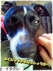 にほんブログ村 犬ブログ イタリアングレーハウンドへ