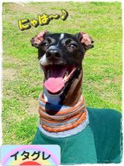 にほんブログ村 犬ブログ イタリアングレーハウンドへ